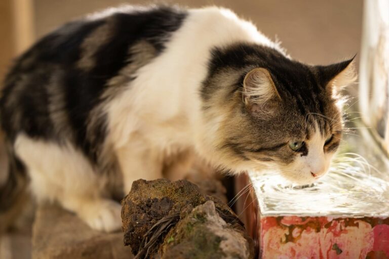 cara mengobati sakit mata kucing dengan air garam