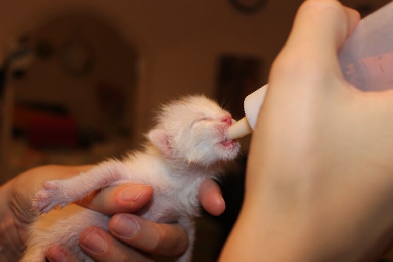 Susu untuk Bayi Kucing
